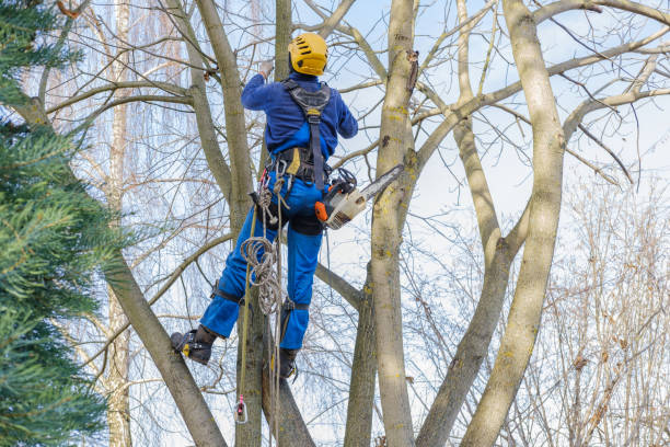 Best Hedge Trimming  in Iola, KS